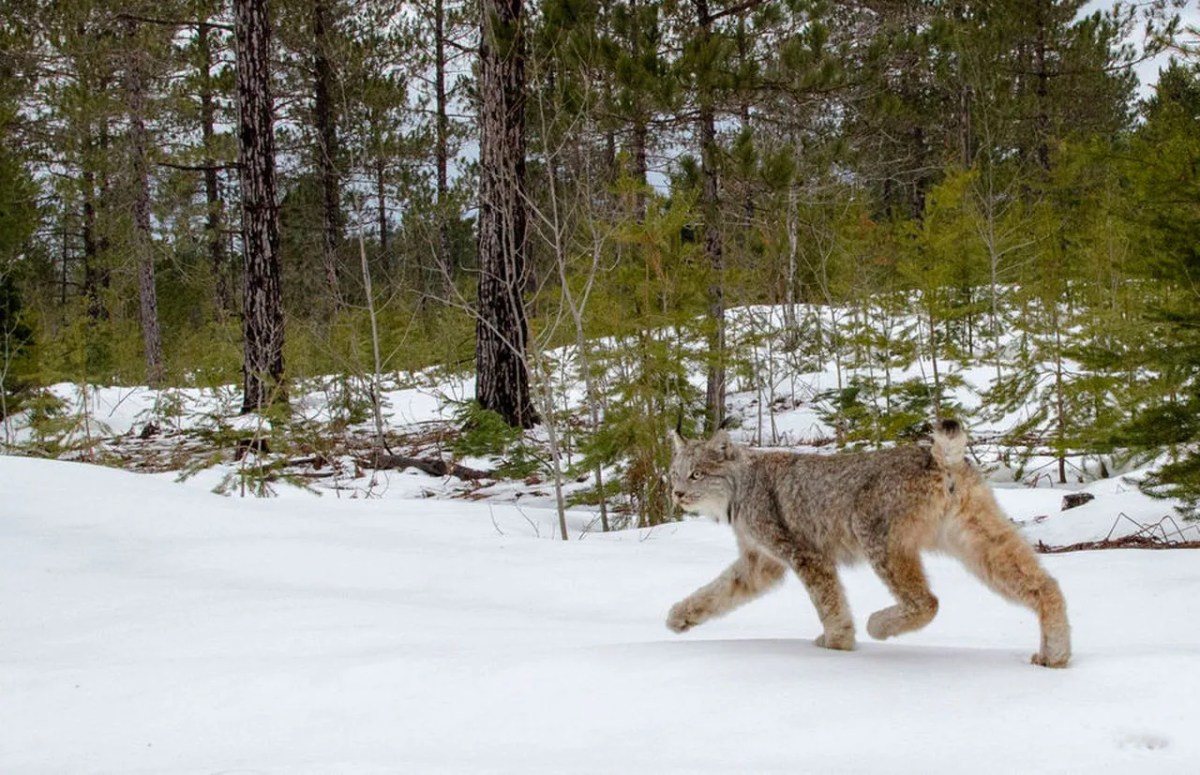 Illegally released lynx captured - NatureScot statement